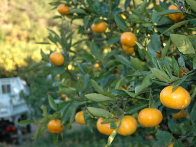 ���݂���