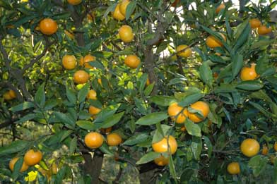 ���Ñ����݂���